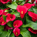 Calla Lily Fantasia Zantedeschia Gala Çiçeği Soğanı (1 Adet)