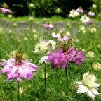 Karışık Renkli Çörek Otu Çiçeği Tohumu (100 tohum)
