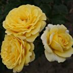 Tüplü Salvador Dali Sarı-Beyaz Renk Kokulu Yediveren Gül Fidanı