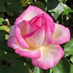 Tüplü Princess Beyaz-Pembe Renk Kokulu Yediveren Gül Fidanı