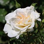 Tüplü Petticoat Beyaz Renkli Yediveren Gül Fidanı