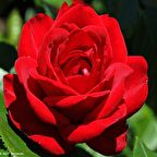 Tüplü Jugendliebe Kırmızı Renkli Yediveren Gül Fidanı