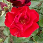 Tüplü Andalusien Kırmızı Renkli Yediveren Gül Fidanı