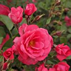 Tüplü Bad Birnbach Pembe Renkli Yediveren Gül Fidanı