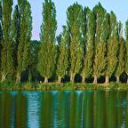 Tüplü Kanada Kavak Ağacı Fidanı (5 Adet)