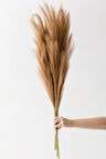 Yapay Pampas 100 Cm Tek Dal Kahverengi 5'li