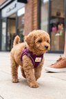 Kediler Ve Köpekler İçin Rahat, Dayanıklı Göğüs Tasması XXS