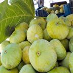 Tüplü İri Meyveli Mut Beyaz İnciri Fidanı Sofralık Kurutmalık (100-150 CM Seneye Meyve Verir)