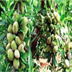 Tüplü Kendine Verimli İri Meyveli Yarı Bodur Tuono Badem Fidanı