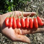 Tüplü Princess Tao Etli  Goji Berry Kurt Üzümü Fidanı(Sınırlı Sayıda)