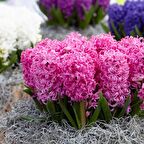 Hyacinthus Pink Pearl Kokulu Pembe Sümbül Soğanı (3 adet)