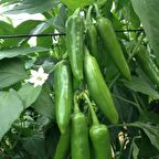 Jalapeno VeryPainful Acı Biber Fidesi  (5 adet)