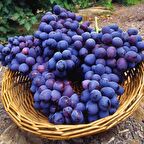 Tüplü 2B56 Tekirdağ Reçel Üzüm Fidanı Koleksiyon Çeşit Sınırlı Sayıda