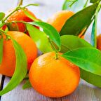 Tüplü Aşılı Bol Verimli Rize Satsuma Mandalina Fidanı