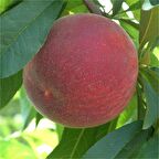 Tüplü Aşılı Bol Verimli Spring Crest Şeftali Fidanı