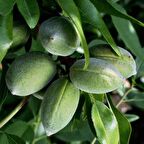 Tüplü Aşılı Çok İri Meyveli Bol Verimli Yarı Bodur Bertina Badem Fidanı