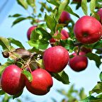 Tüplü Aşılı Erkenci Bol Verimli Galaxy Gala Elma Fidanı