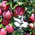 Tüplü Aşılı İri Bol Verimli Red Chief Elma Fidanı