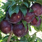 Tüplü Aşılı İri Meyveli Bol Verimli Black Diamond Japon Erik Fidanı