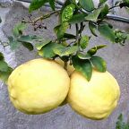 Tüplü Aşılı İri Meyveli Verimli Extra Jumbo Limon Fidanı
