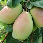 Tüplü Aşılı Leziz Yüksek Verimli Yarıbodur Santa Maria Armut Fidanı