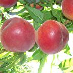 Tüplü Aşılı Verimli Çok Geçci Red Elegant Şeftali Fidanı