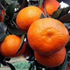 Tüplü Aşılı Verimli Kokulu Fremont Mandalina Fidanı