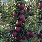 Tüplü Aşılı Yüksek Verimli Scarlet Spur Elma Fidanı