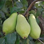 Tüplü Bol Sulu Verimli Erkenci Tam Bodur Akça Armut Fidanı