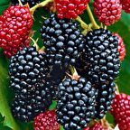 Tüplü Bol Verimli Dikensiz Bursa 3 Leziz Böğürtlen Fidanı