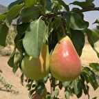 Tüplü Erkenci Bol Verimli Tam Bodur Etruşka (Etrusca) Armut Fidanı