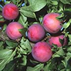 Tüplü Erkenci Verimli Yarı Bodur Red Beauty Japon Erik Fidanı