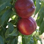 Tüplü Geçci Aromatik İri Meyveli Yarı Bodur Sweet Lady Nektarin Fidanı