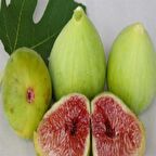 Tüplü Gök Lob İncir Fidanı