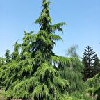 Tüplü Himalaya Sediri (Cedrus deodora) Fidanı