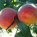 Tüplü İri Meyveli Geçci Verimli Yarı Bodur J.H.Hale Şeftali Fidanı