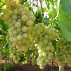 Tüplü İri Salkım Bol Verimli Mevlana Üzüm(Asma-Bağ) Fidanı