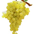 Tüplü İtalia Üzüm(Asma-Bağ) Fidanı