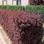 Tüplü Kırmızı Berberis Thunbergii Kadın Tuzluğu Fidanı