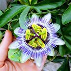 Tüplü Mavi Çiçek Açan Passiflora Çarkıfelek Sarmaşığı Fidanı