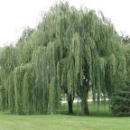 Tüplü Salkım Söğüt Ağacı Fidanı (150-200 cm)