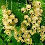 Tüplü Sarı Frenk Üzümü Fidanı