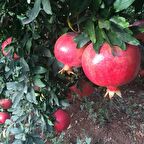 Tüplü Tatlı Çekirdeksiz Nar Fidanı