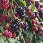 Tüplü Verimli Dikensiz Bursa 2 Böğürtlen Fidanı