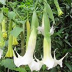 Tüplü Yoğun Kokulu Meleklerin Borazanı Beyaz Brugmansia Fidanı