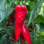 Etli Yalova Kapya Biber Tohumu (10 gram)