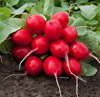 Doğal Big Red Turp Tohumu(25 tohum)