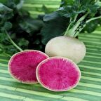 Doğal İçi Kırmızı Dışı Beyaz Sulu Watermelon Turp Tohumu (50 tohum)