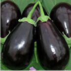 Adana Dolmalık Patlıcan Tohumu (10 gram)