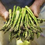 Kuşkonmaz Tohumu (500 adet)